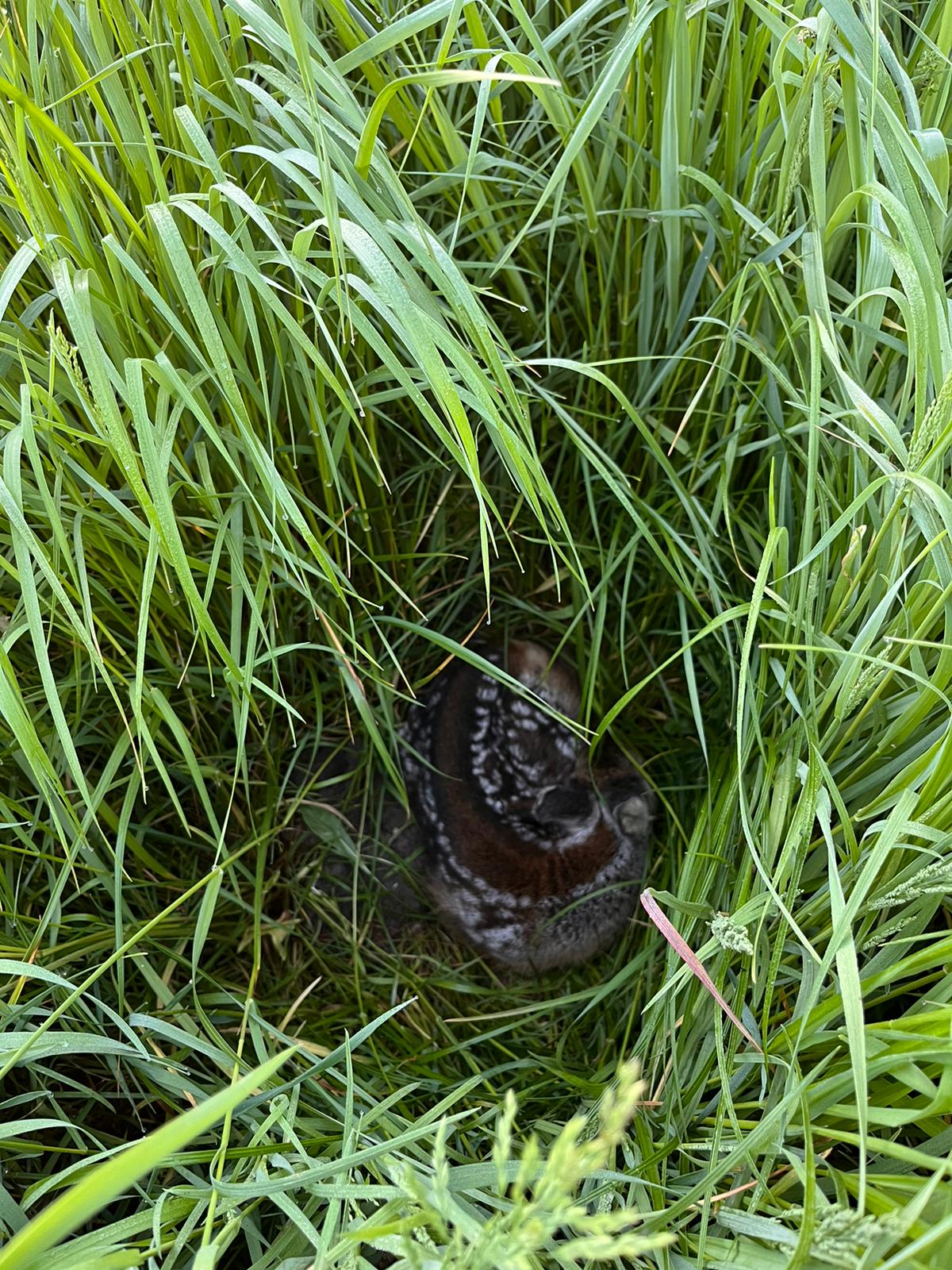 Das Foto zeigt ein Rehkitz im hohen Gras liegend.