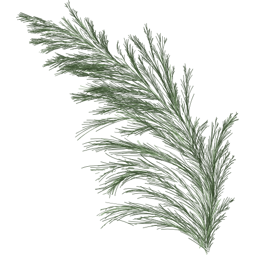 Illustration eines grünen Zweigs mit feinen Nadeln, leicht gebogen.