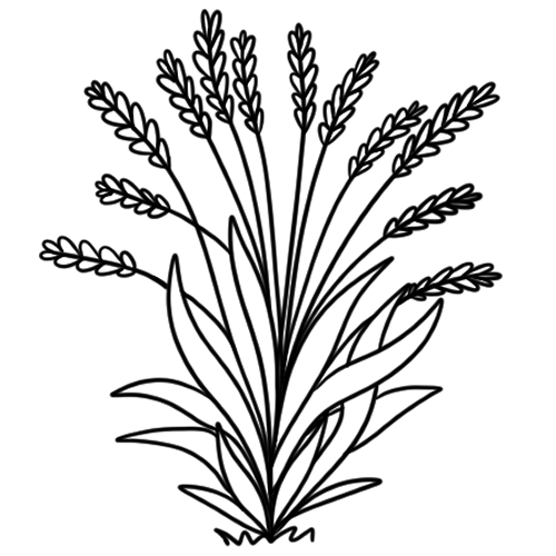 Das Icon zeigt stilisierten Weizen auf transparentem Hintergrund.