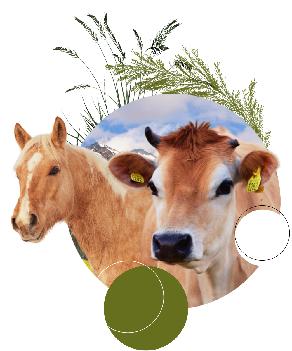 Pferd und Kuh vor Naturhintergrund