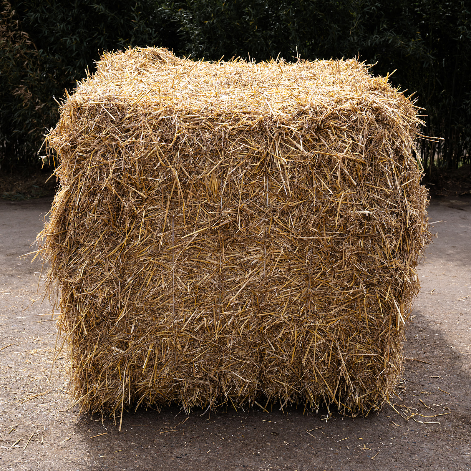 Das Foto zeigt einen getrockneten Weizenstroh-Quarder auf einem natürlichen Untergrund.