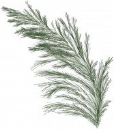 Illustration eines grünen Zweigs mit feinen Nadeln, leicht gebogen.