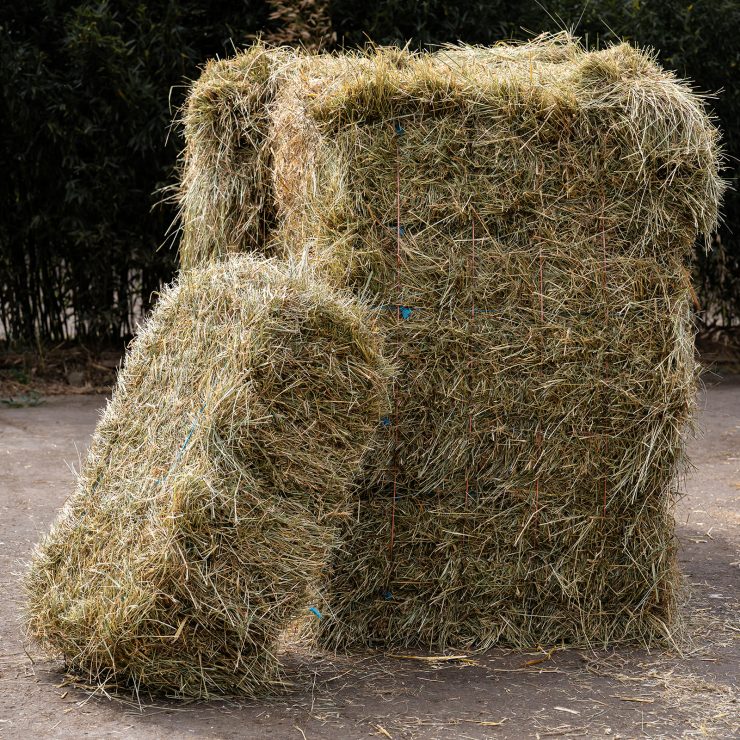 Ein großer und ein kleiner Heu-Quarder stehen nebeneinander auf einem natürlichen Untergrund.