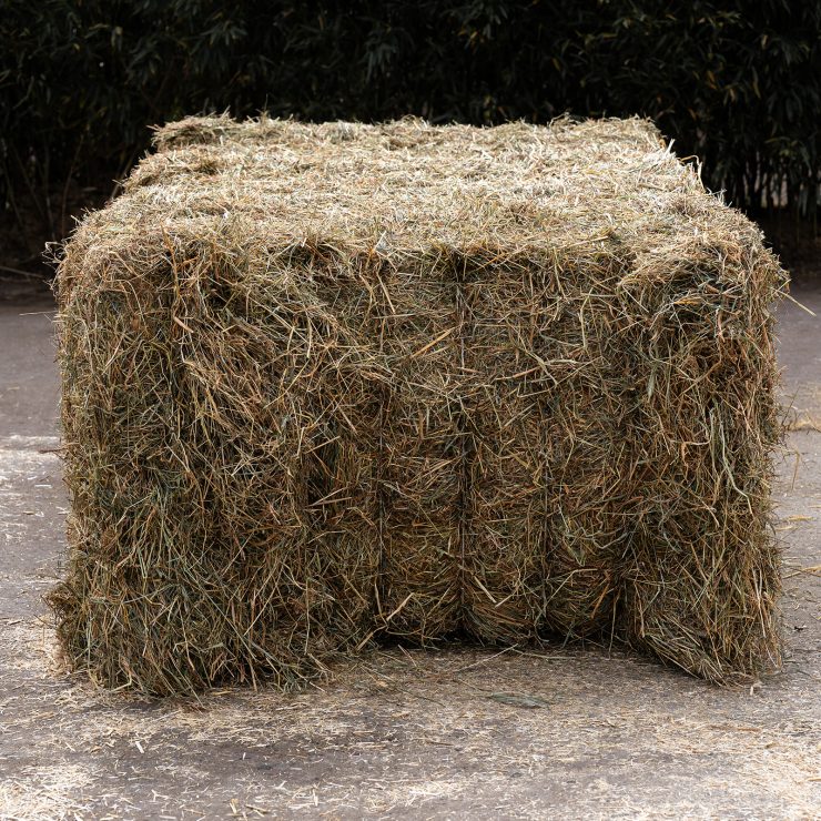 Das Foto zeigt einen getrockneten Heu-Quarder auf einem natürlichen Untergrund.